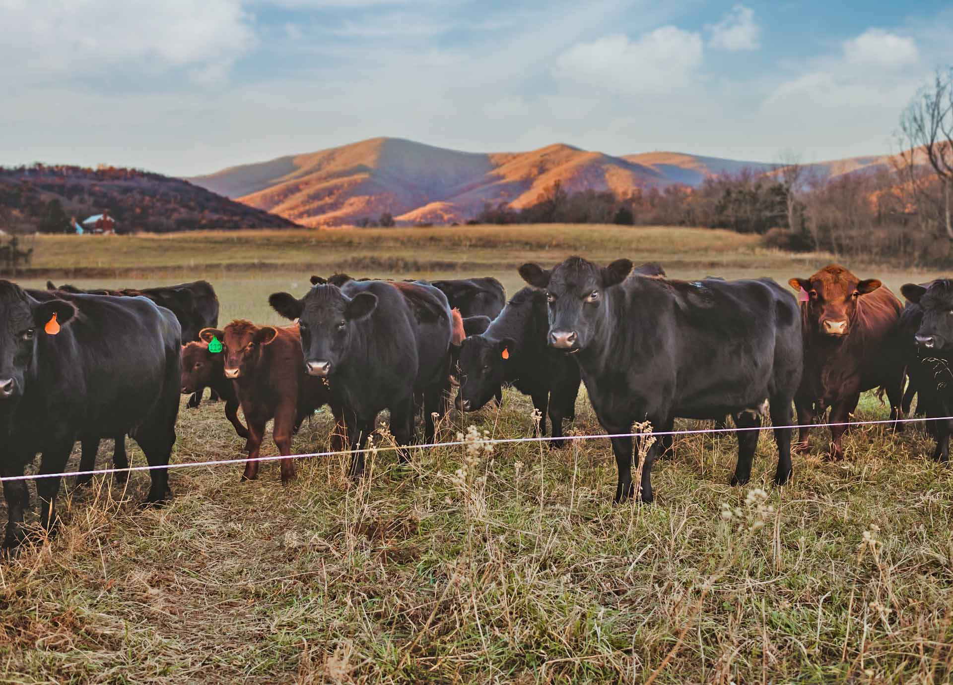 Pastured chicken and beef in Bedford, Virginia and beyond